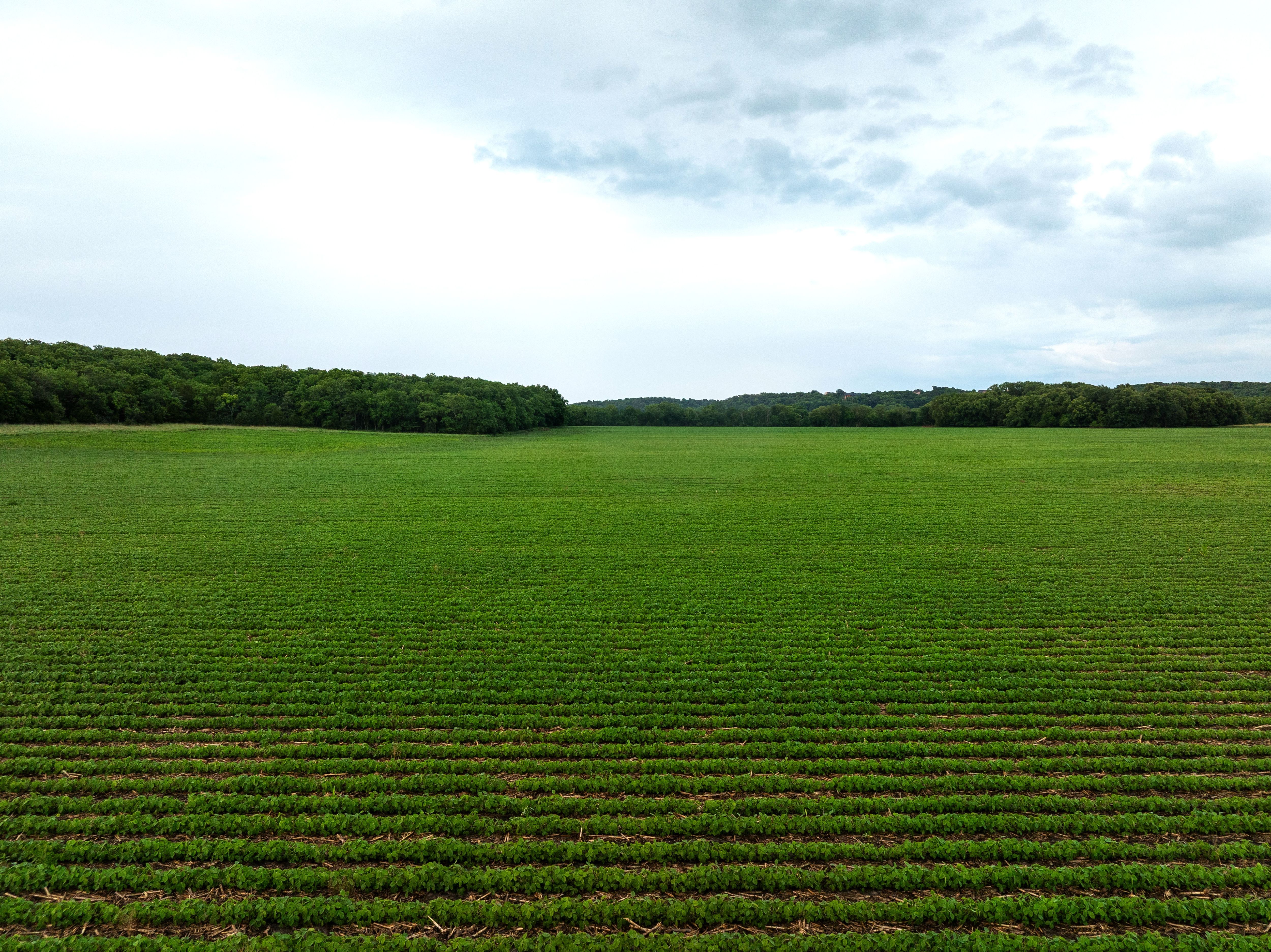 DJI_0931-1