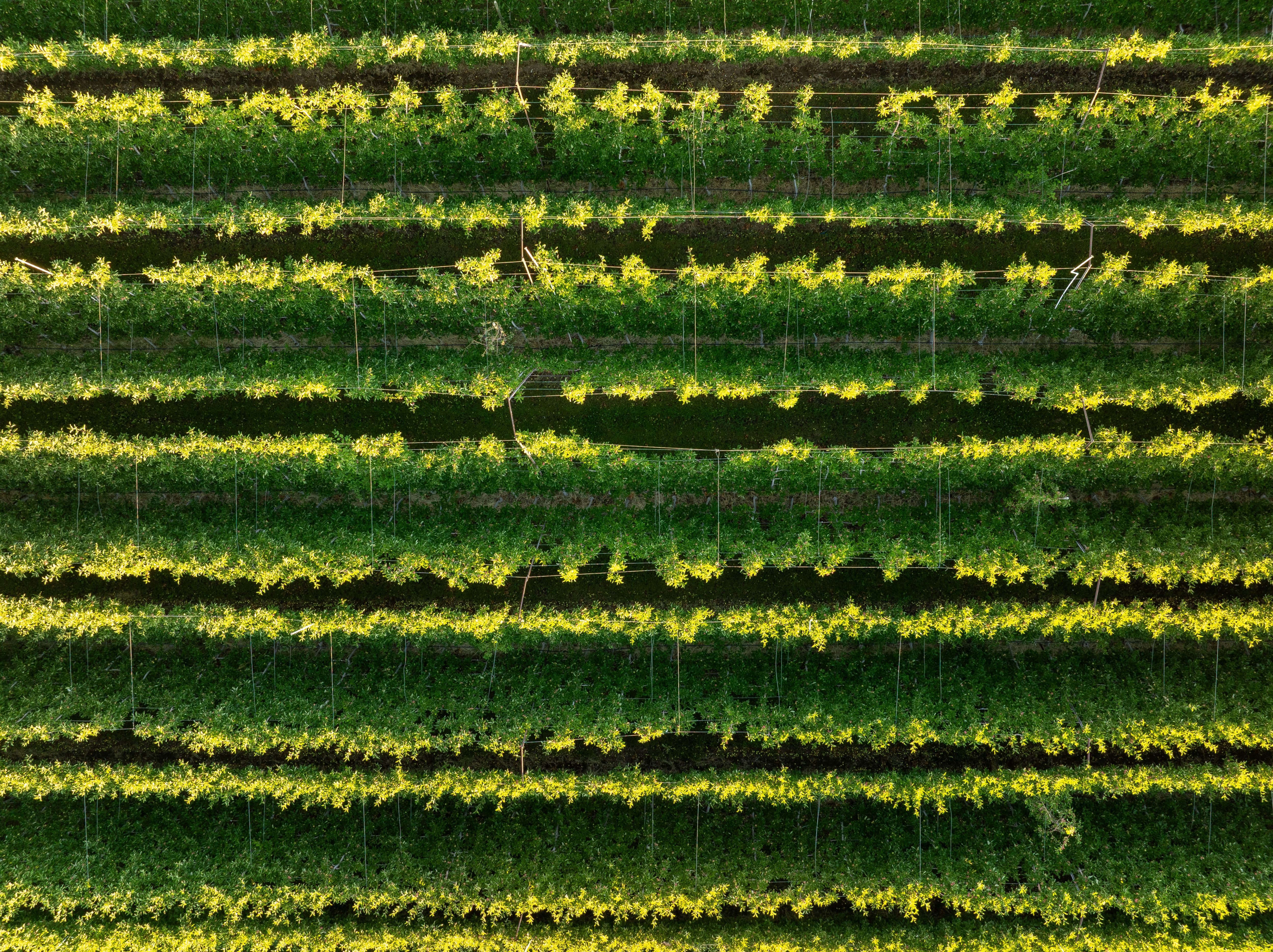 DJI_0322-1