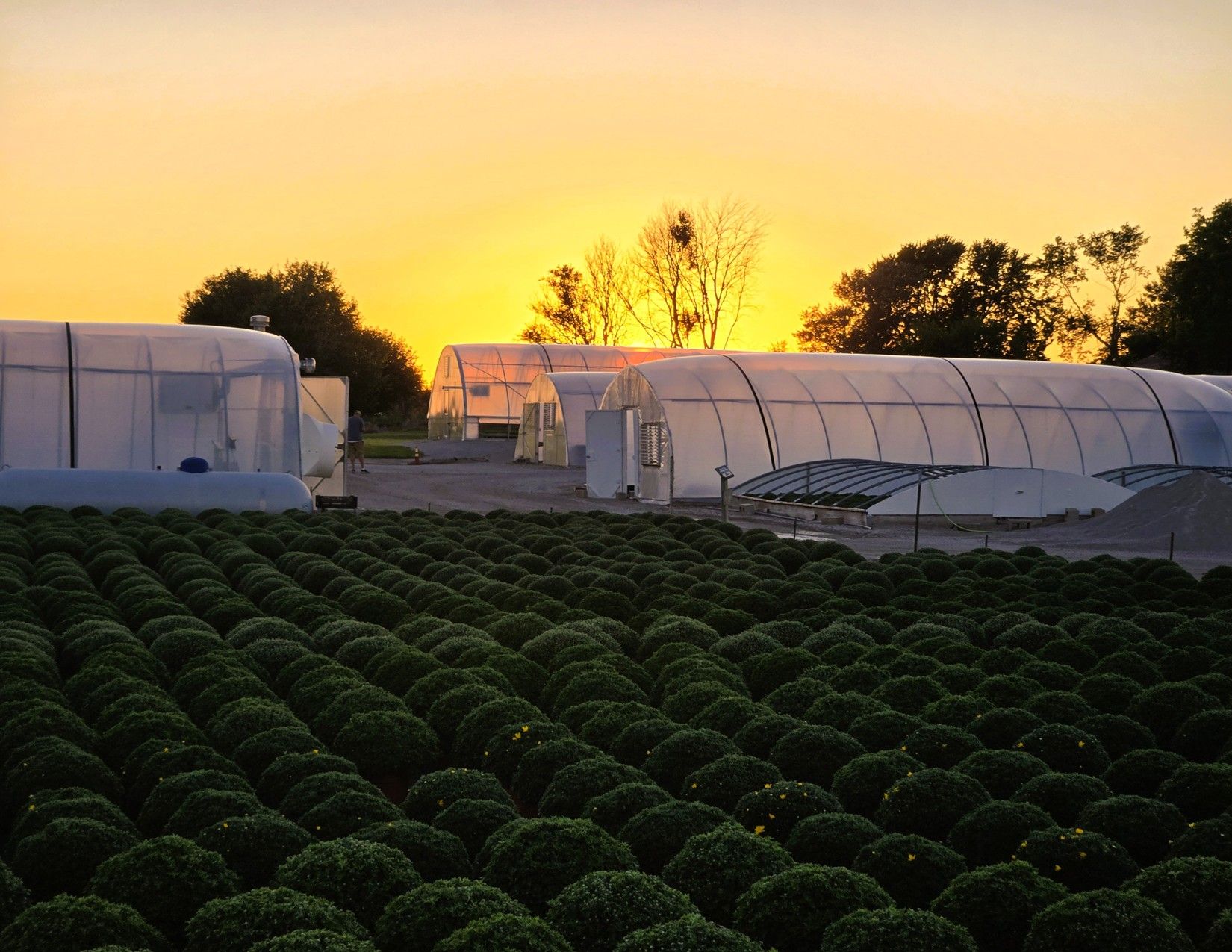 Story County, Iowa Commercial Greenhouses 18
