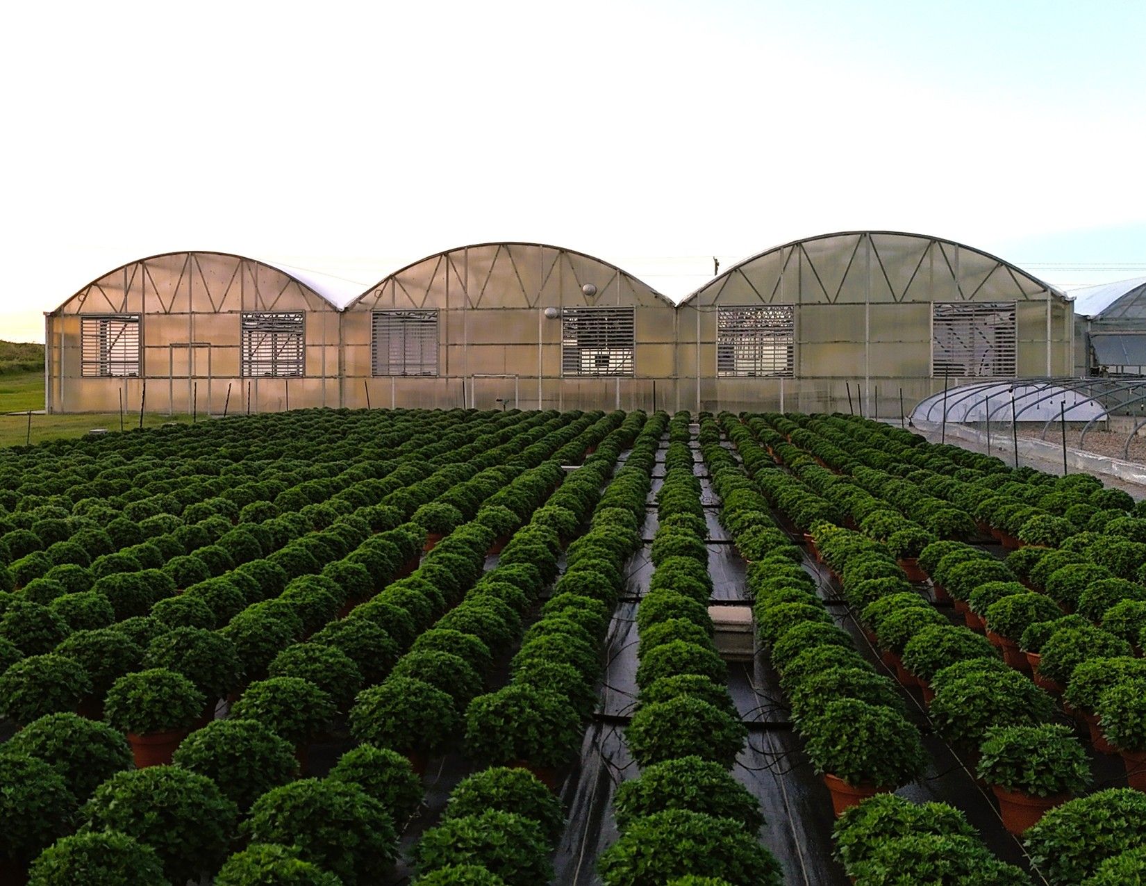 Story County, Iowa Commercial Greenhouses 29