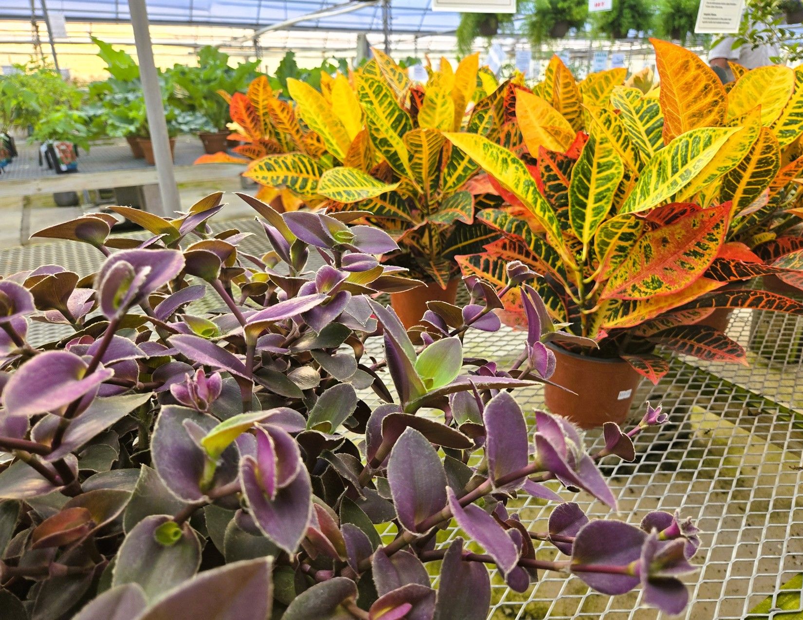 Story County, Iowa Commercial Greenhouses 3