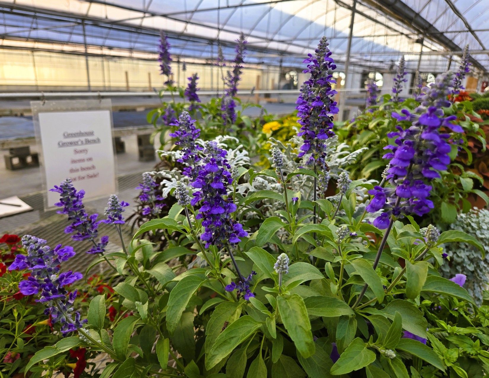 Story County, Iowa Commercial Greenhouses 4