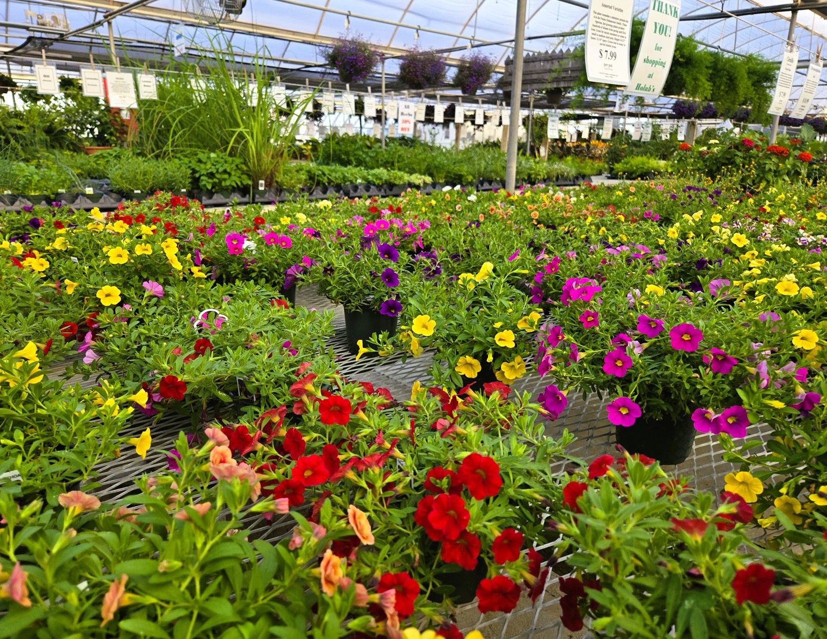 Story County, Iowa Commercial Greenhouses 6