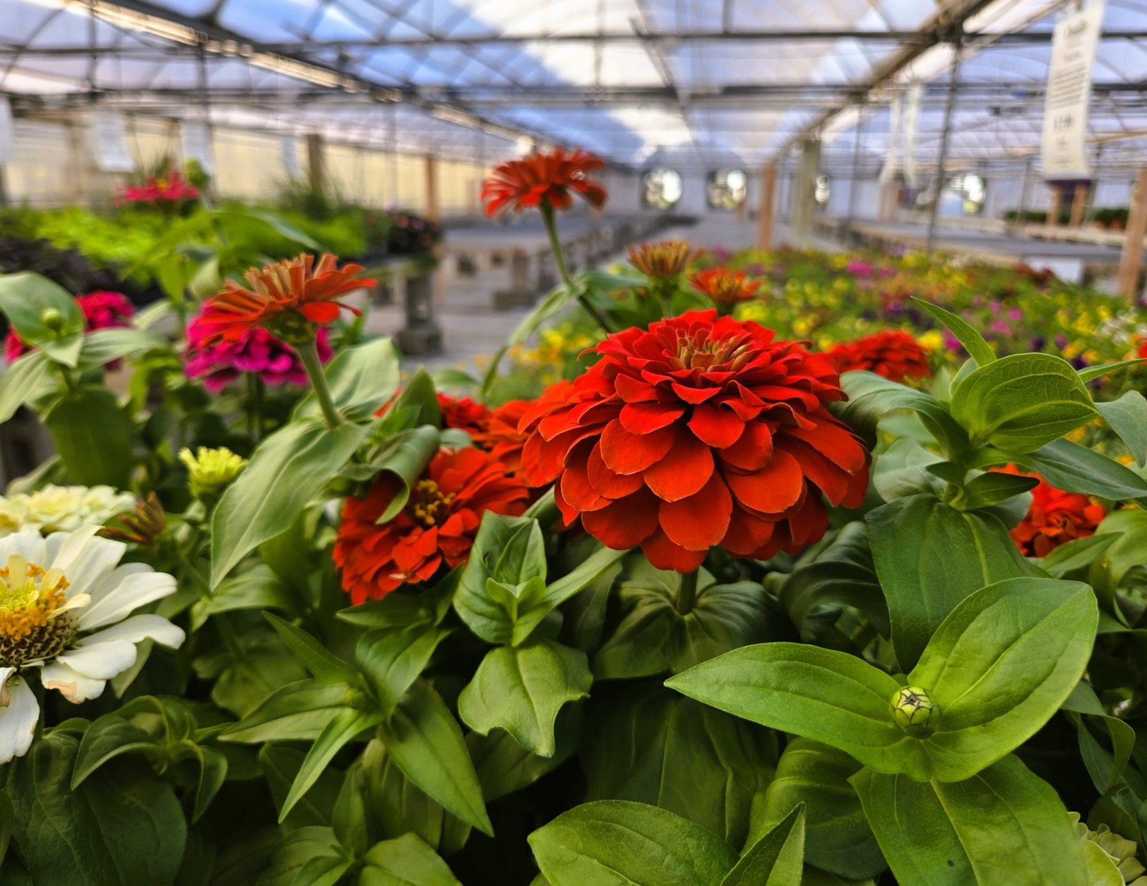 Story County, Iowa Commercial Greenhouses 7
